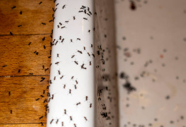 Best Pest Control Near Me in Albion, MI