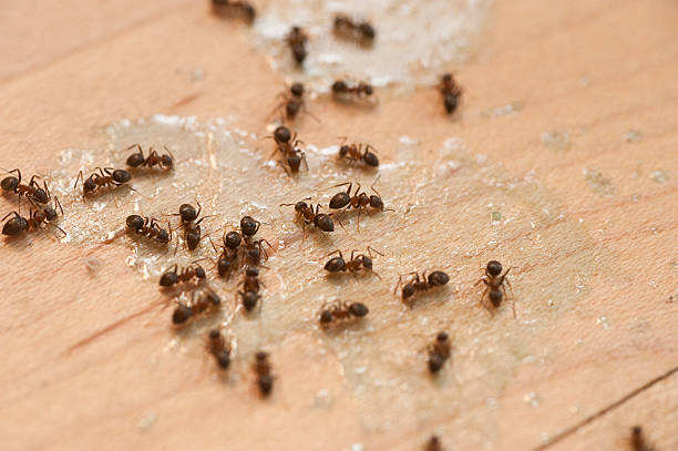 Best Wasp Removal Services  in Albion, MI